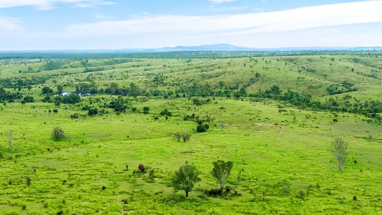 'Telemon', Woolein via Banana Auction by Farmbuy.com - image 45