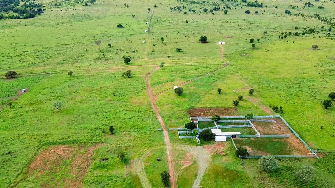 'Telemon', Woolein via Banana Auction by Farmbuy.com - image 65