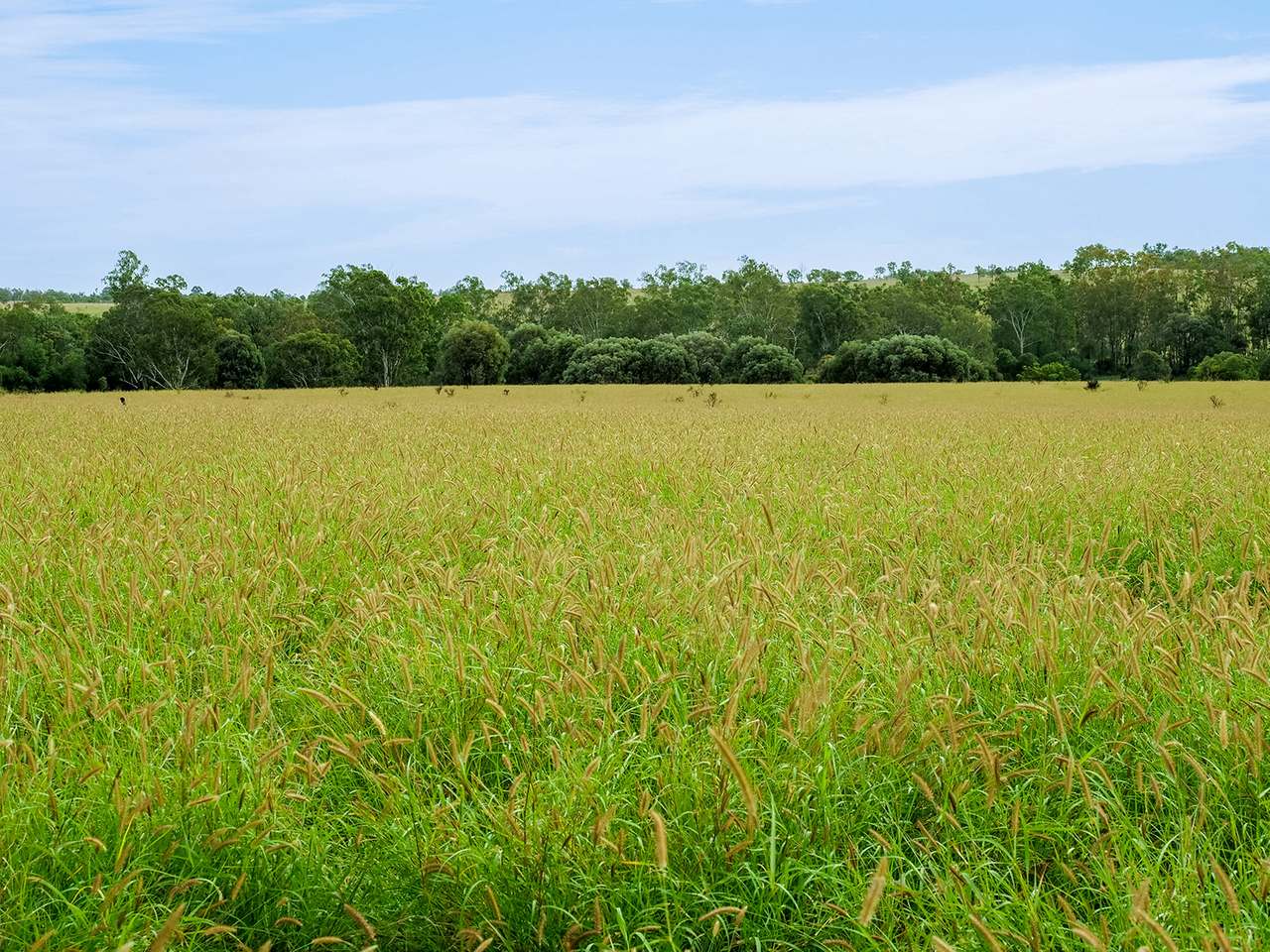 'Telemon', Woolein via Banana Auction by Farmbuy.com - image 91