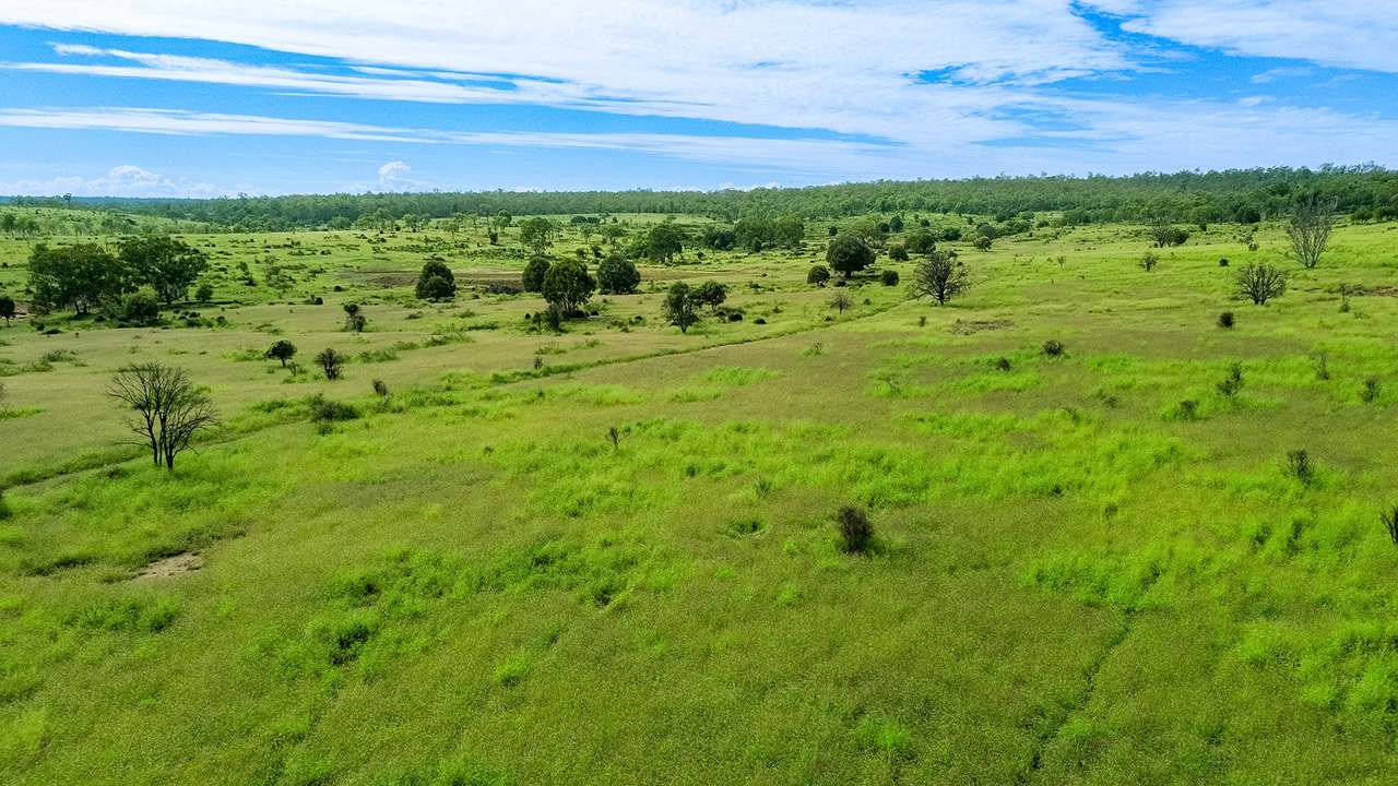 'Telemon', Woolein via Banana Auction by Farmbuy.com - image 31