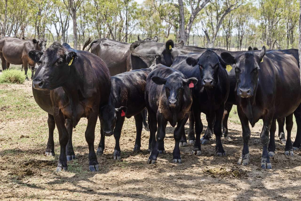 2001 Millmerran Cecil Plains Road, Millmerran Auction by Farmbuy.com - image 29