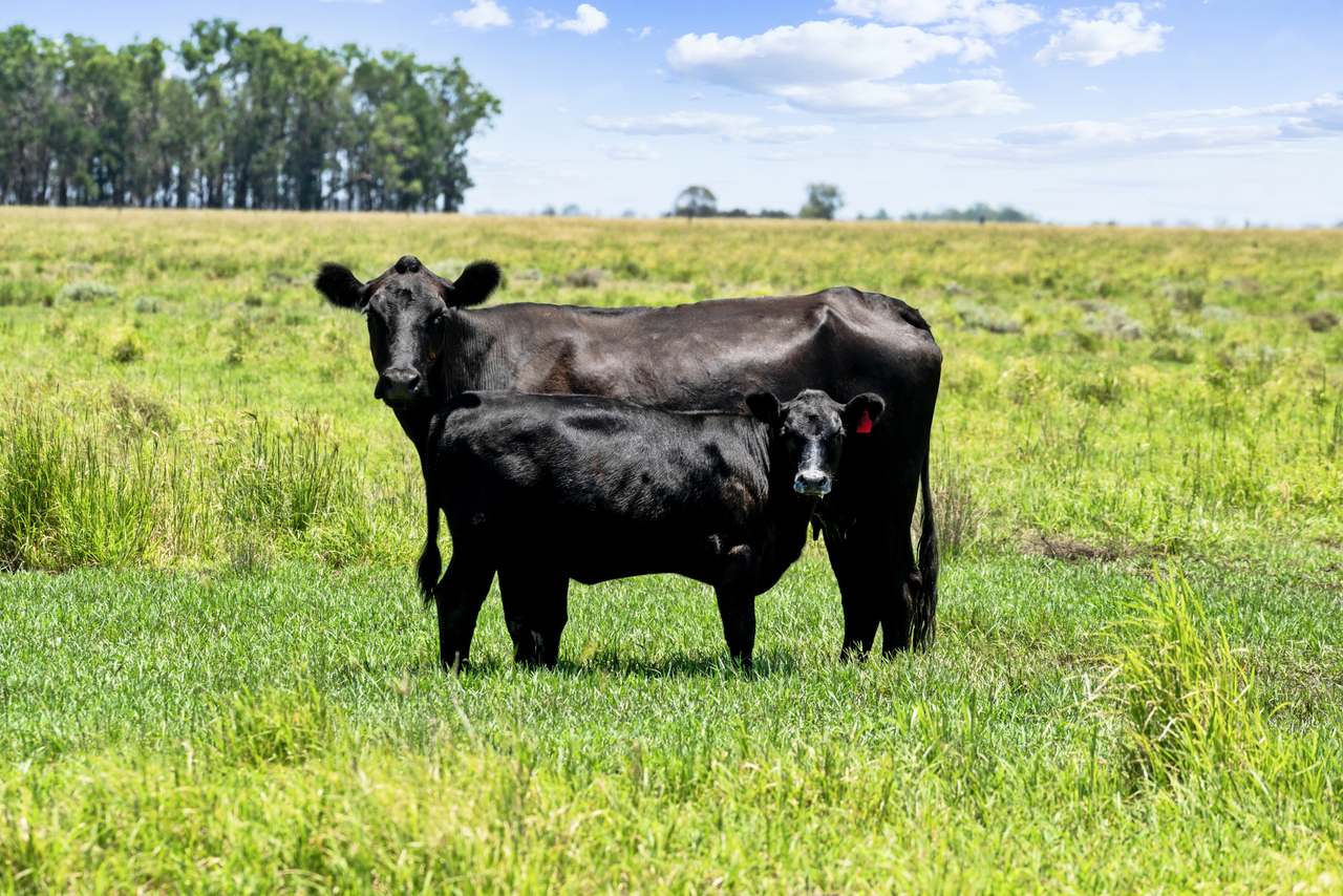 2001 Millmerran Cecil Plains Road, Millmerran Auction by Farmbuy.com - image 1