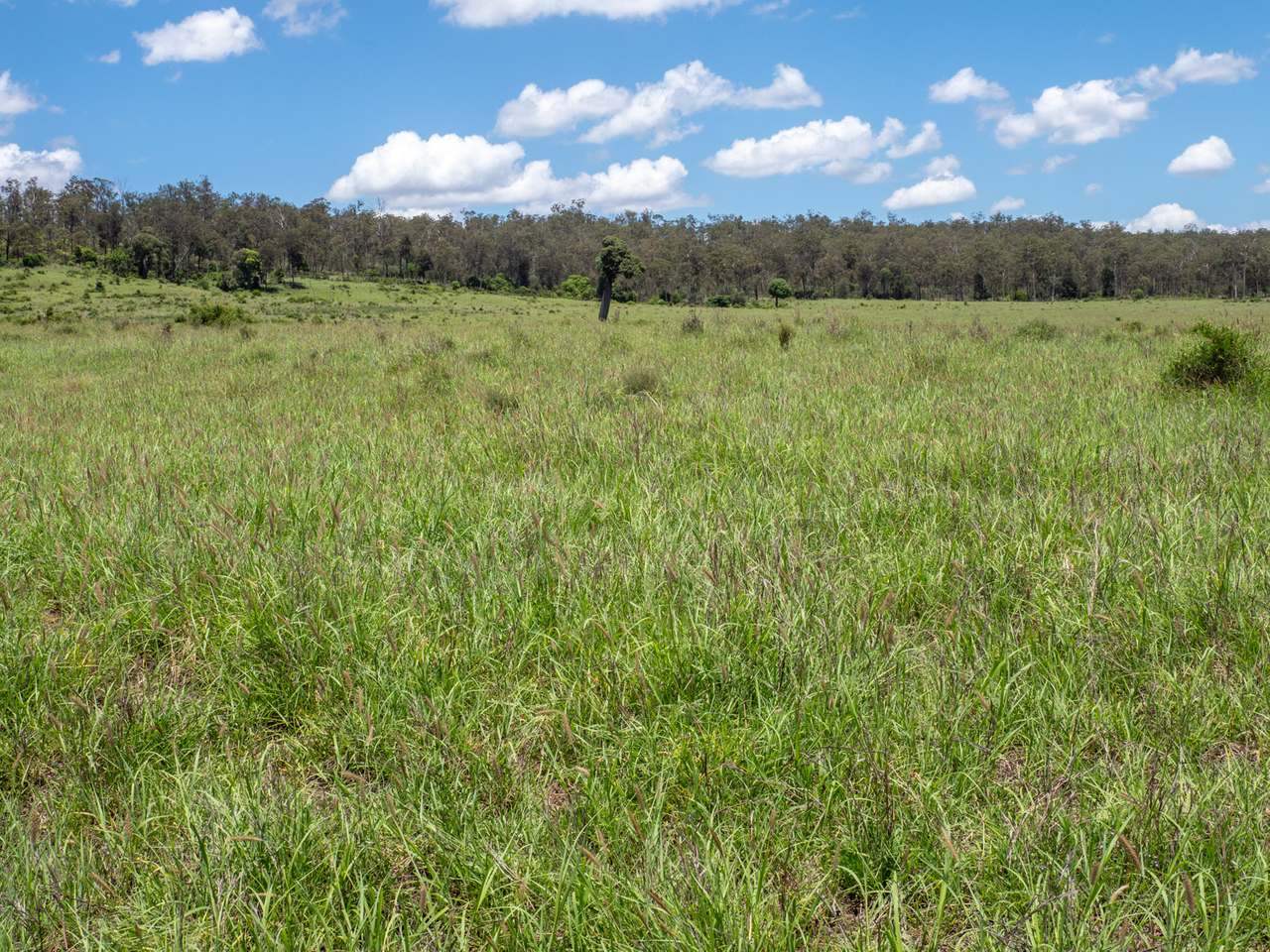 'Blady Grass', Taroom Auction by Farmbuy.com - image 25