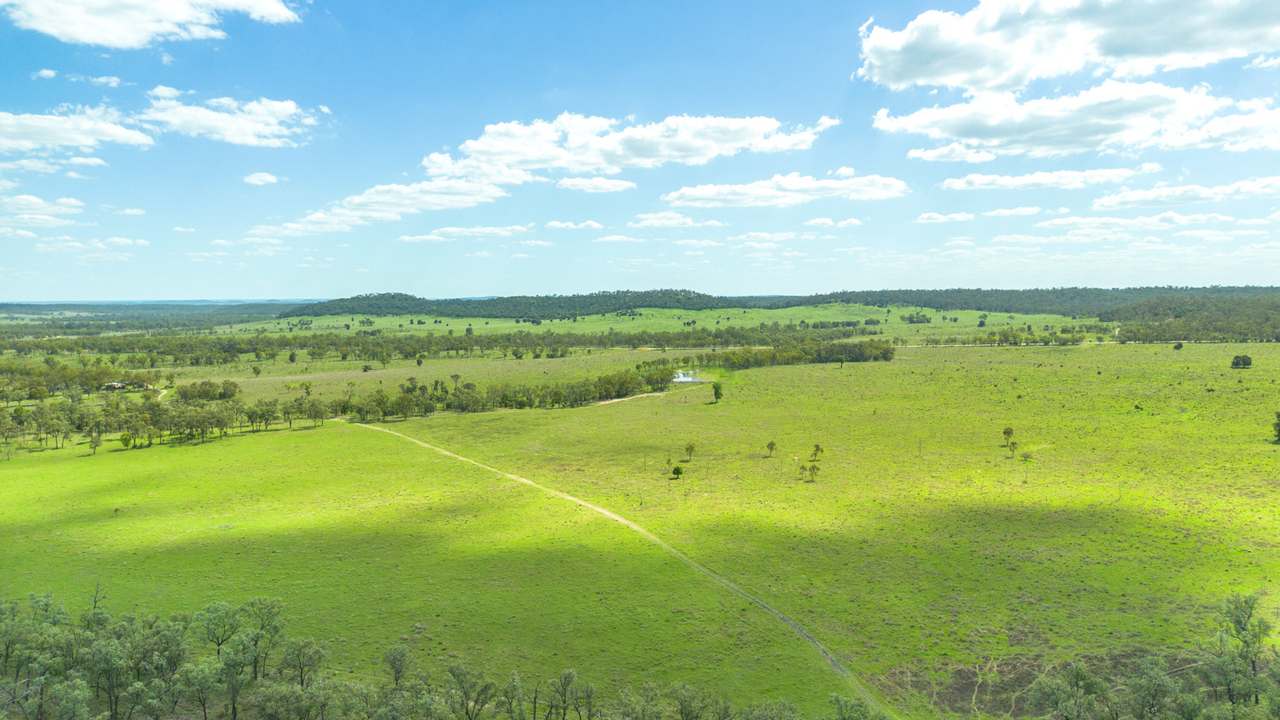 'Blady Grass', Taroom Auction by Farmbuy.com - image 30
