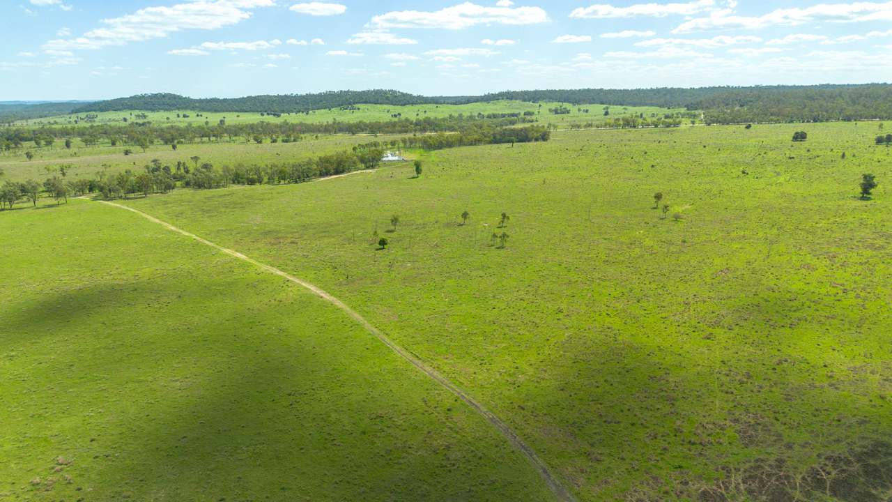 'Blady Grass', Taroom Auction by Farmbuy.com - image 34