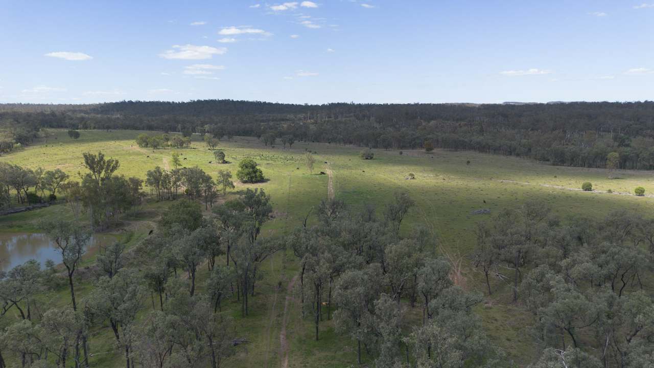 'Blady Grass', Taroom Auction by Farmbuy.com - image 35