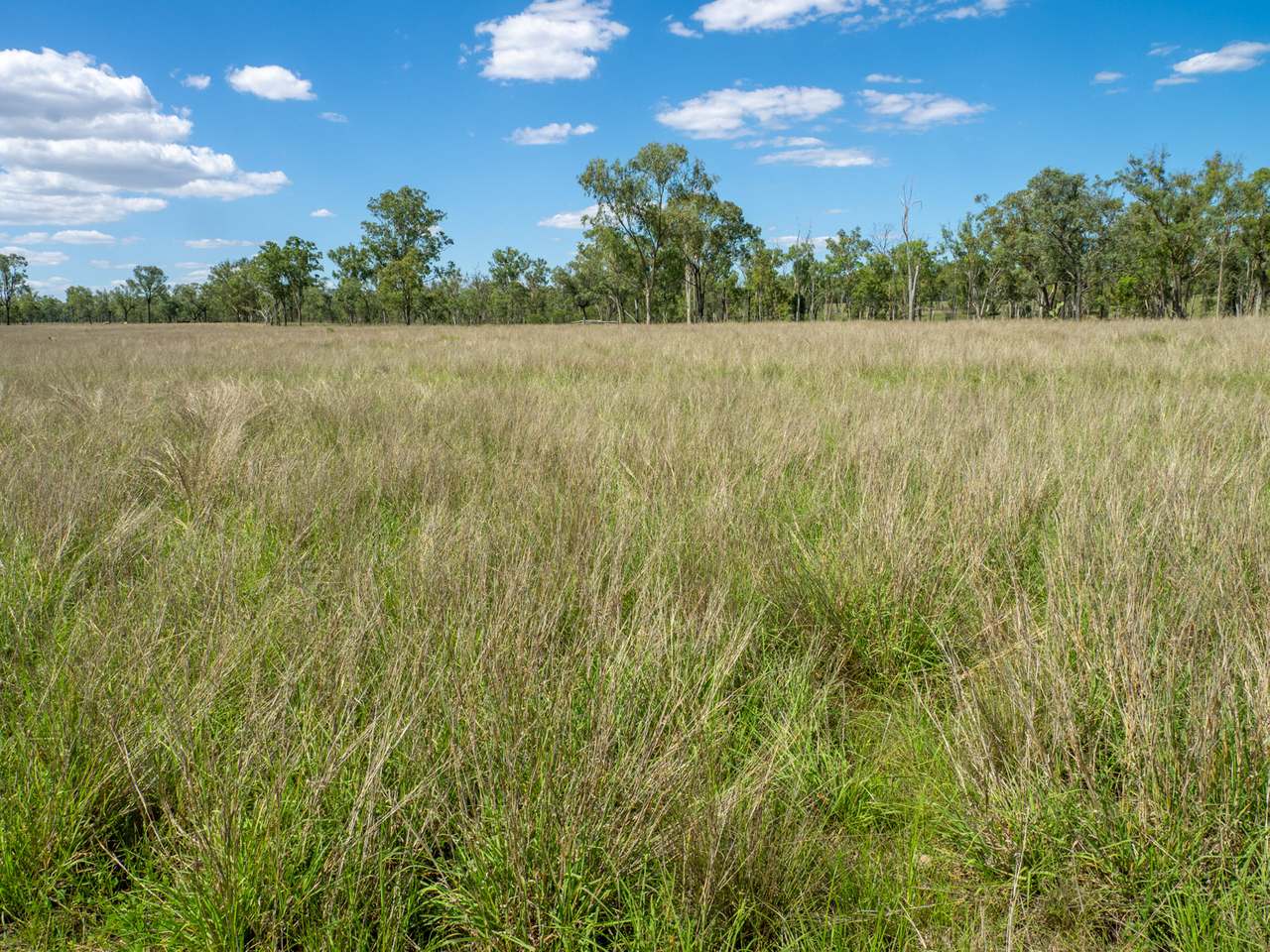 'Blady Grass', Taroom Auction by Farmbuy.com - image 7