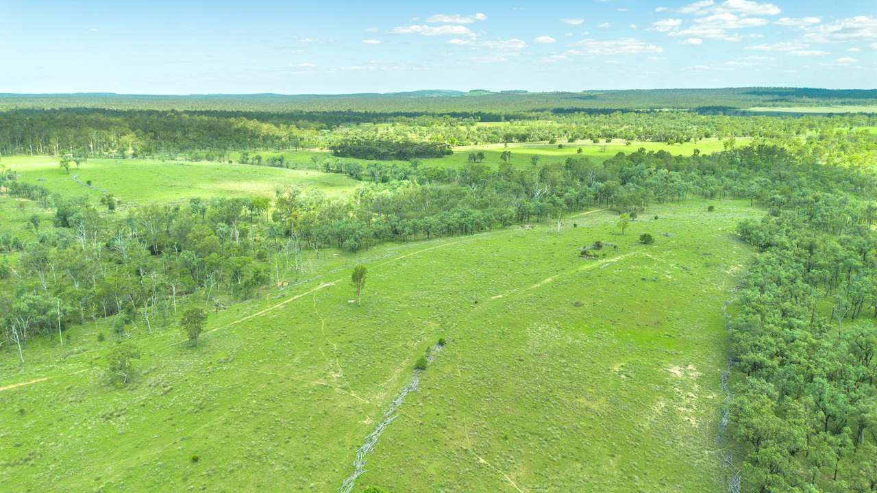 'Blady Grass', Taroom Auction by Farmbuy.com - image 31