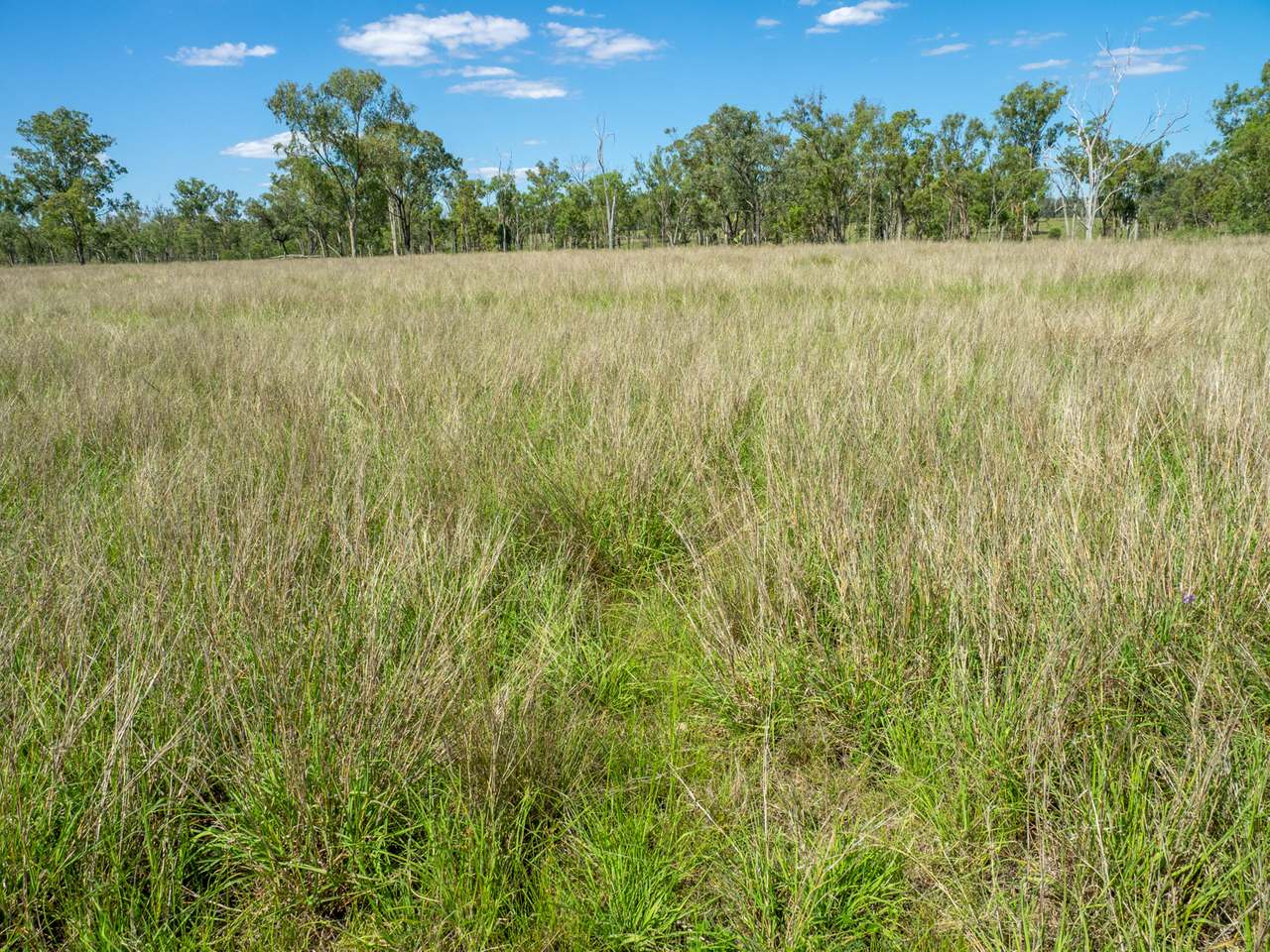 'Blady Grass', Taroom Auction by Farmbuy.com - image 6