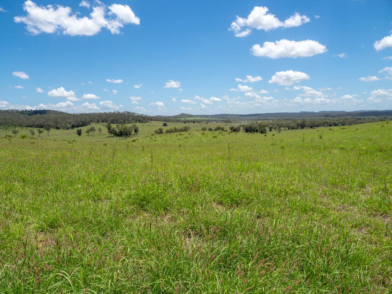 'Blady Grass', Taroom Auction by Farmbuy.com - image 22