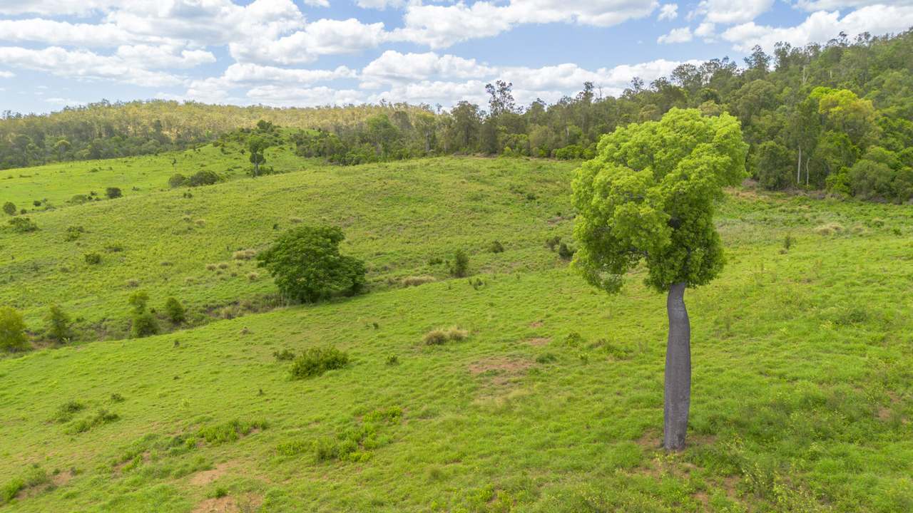 'Blady Grass', Taroom Auction by Farmbuy.com - image 61