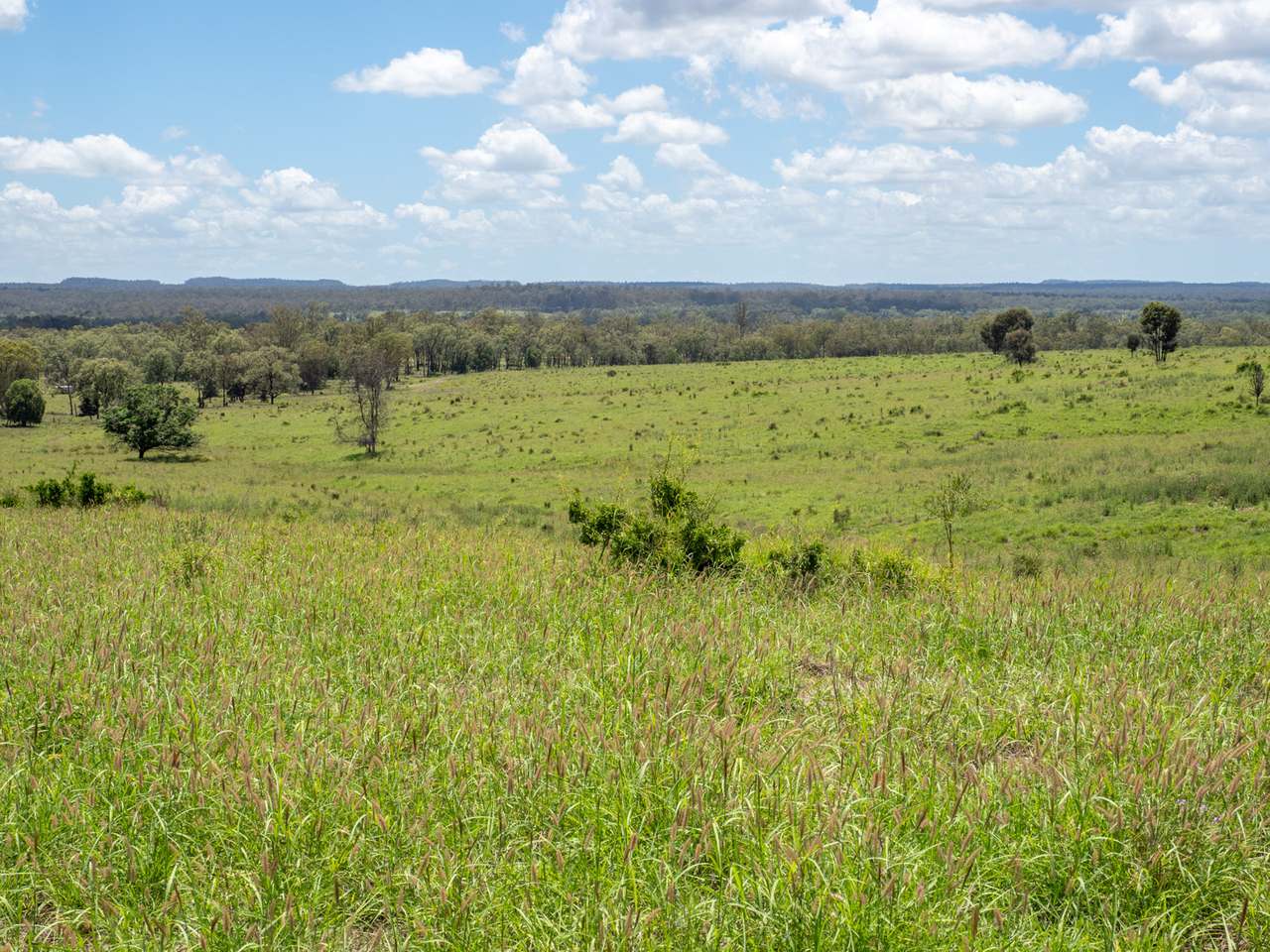'Blady Grass', Taroom Auction by Farmbuy.com - image 16