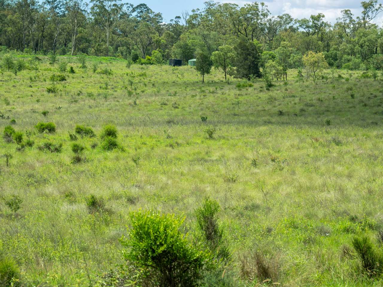 'Blady Grass', Taroom Auction by Farmbuy.com - image 12
