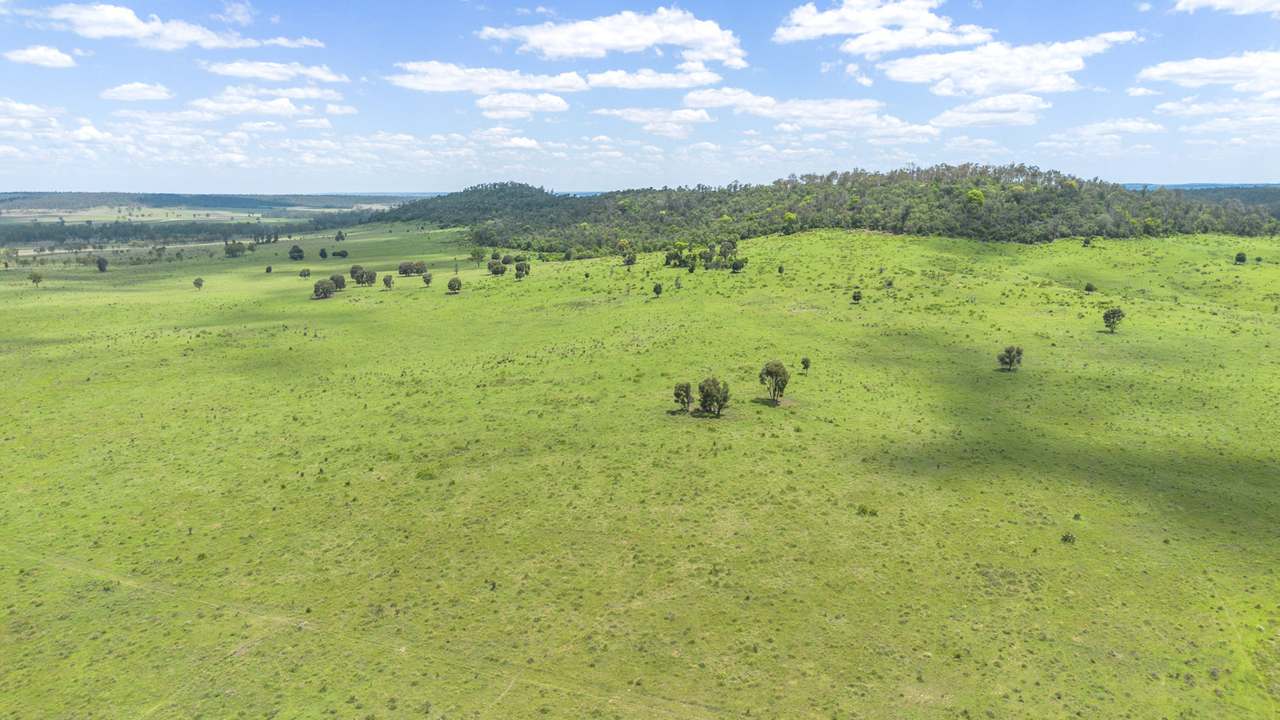 'Blady Grass', Taroom Auction by Farmbuy.com - image 64