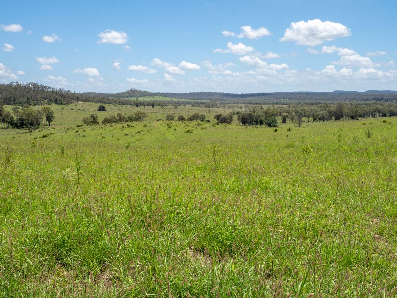 'Blady Grass', Taroom Auction by Farmbuy.com - image 20