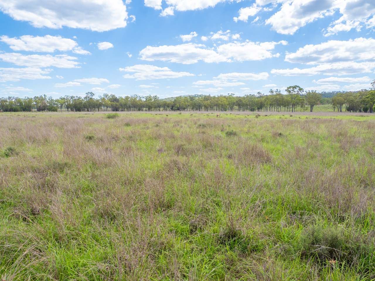 'Blady Grass', Taroom Auction by Farmbuy.com - image 10