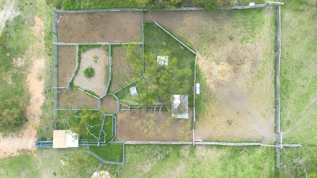 'Blady Grass', Taroom Auction by Farmbuy.com - image 49