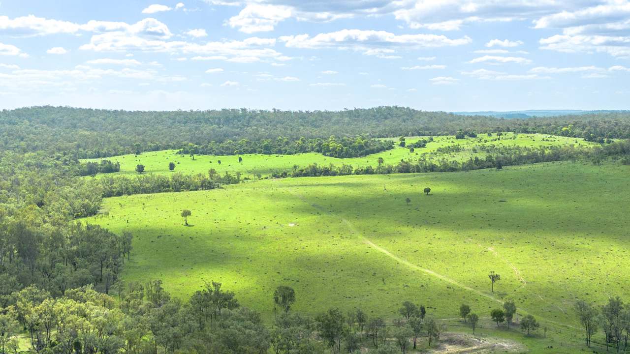 'Blady Grass', Taroom Auction by Farmbuy.com - image 28