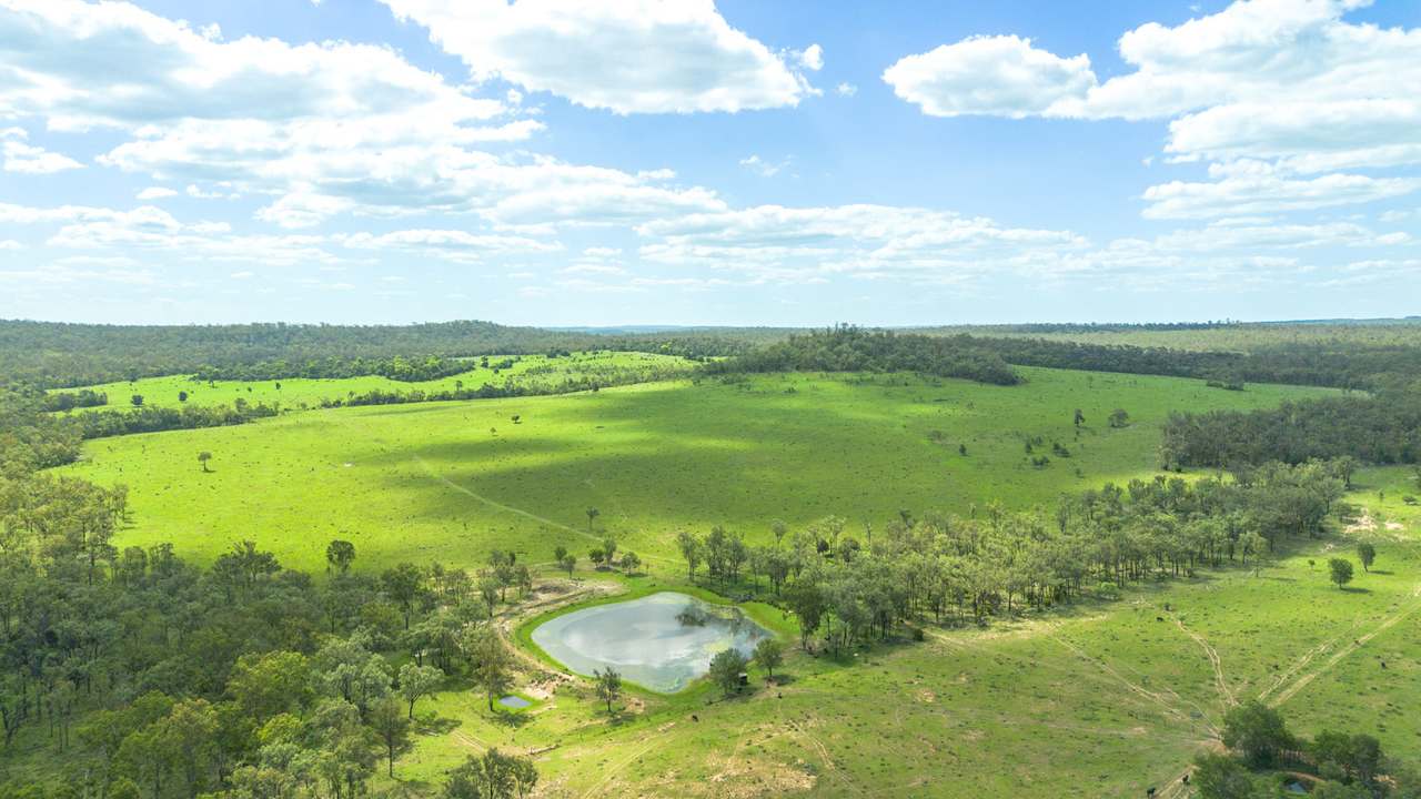 'Blady Grass', Taroom Auction by Farmbuy.com - image 46