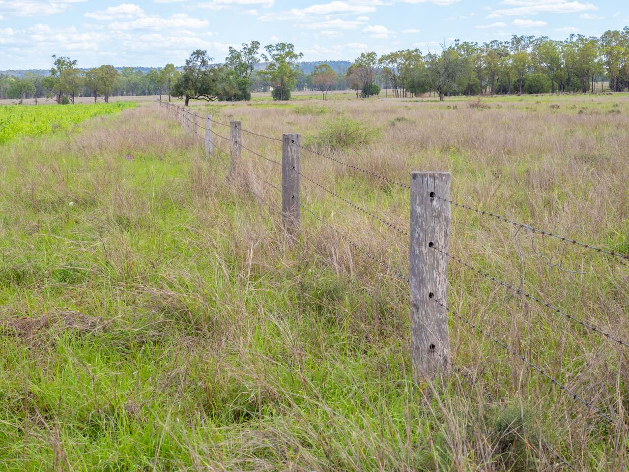 'Blady Grass', Taroom Auction by Farmbuy.com - image 11