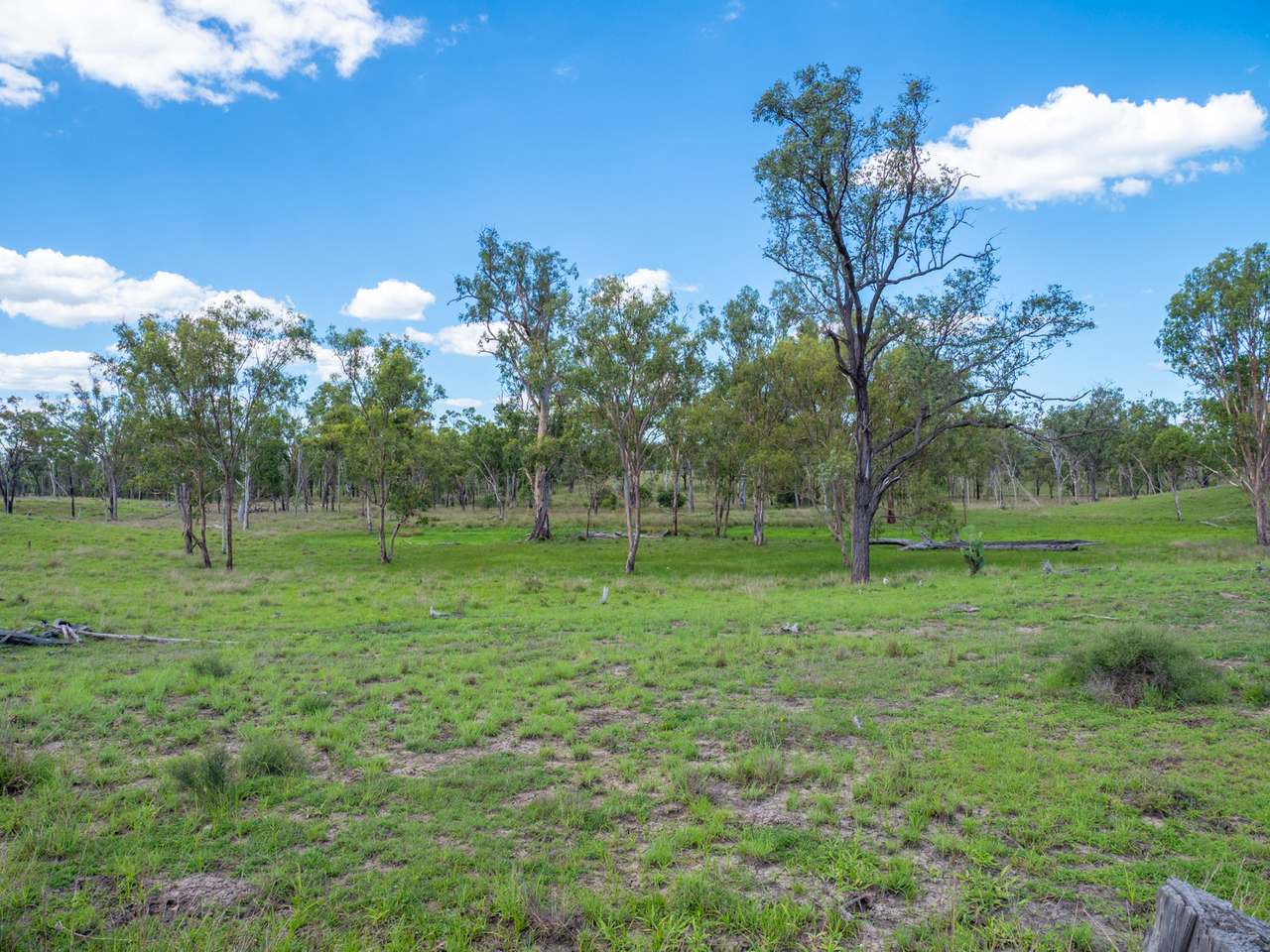 'Blady Grass', Taroom Auction by Farmbuy.com - image 14
