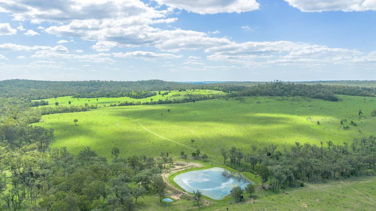 'Blady Grass', Taroom Auction by Farmbuy.com - image 43