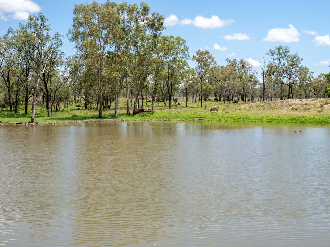'Blady Grass', Taroom Auction by Farmbuy.com - image 42