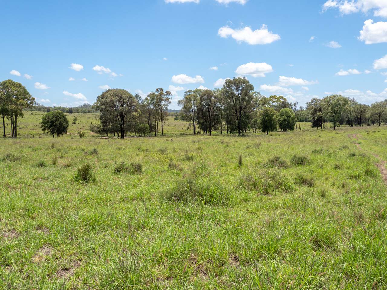 'Blady Grass', Taroom Auction by Farmbuy.com - image 24