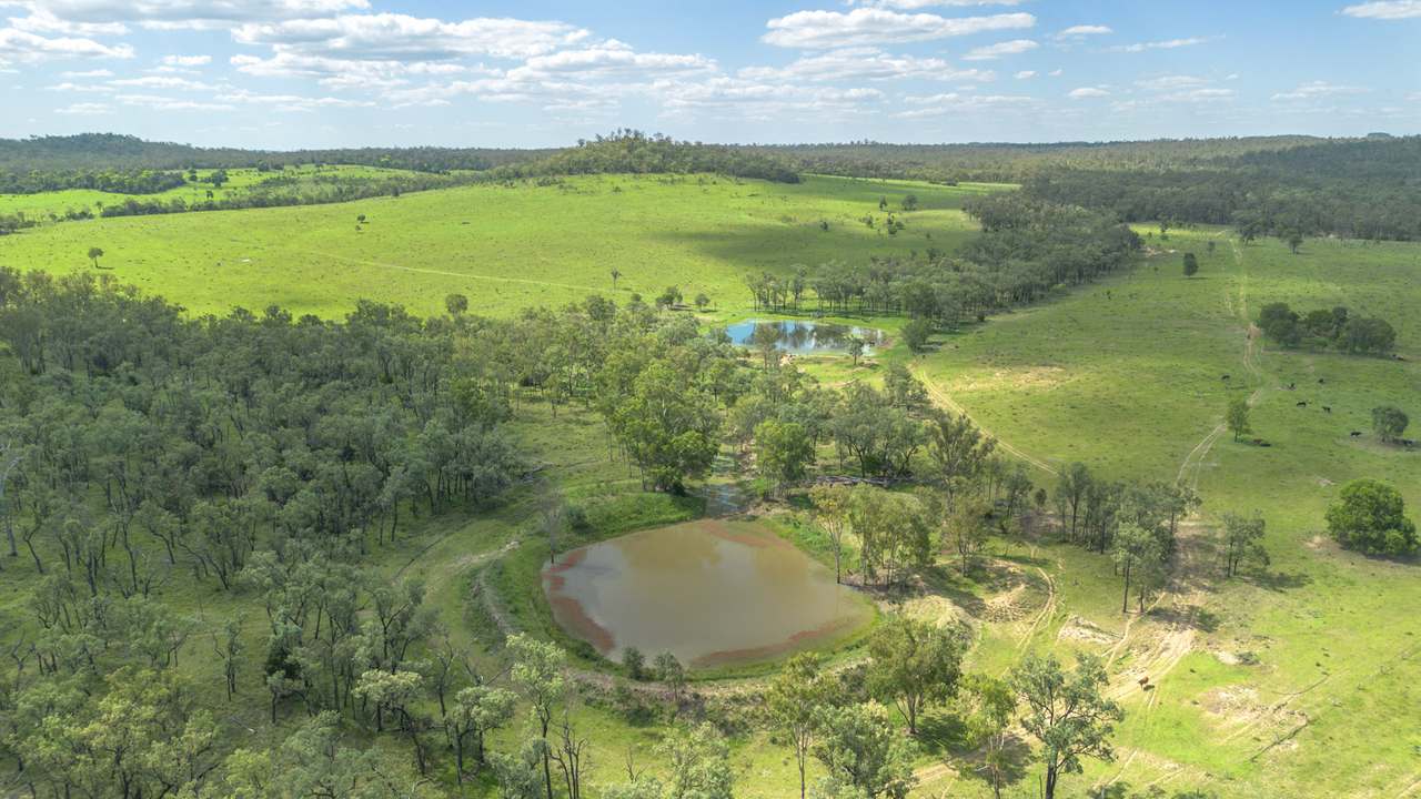 'Blady Grass', Taroom Auction by Farmbuy.com - image 45