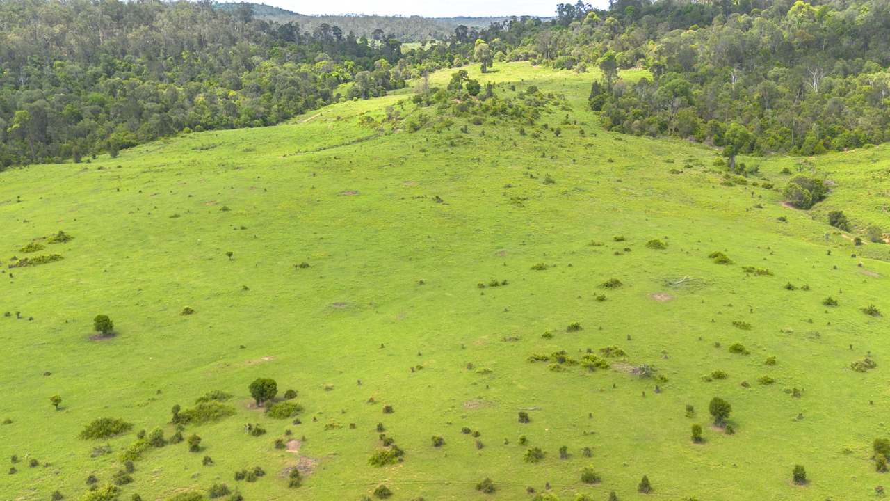 'Blady Grass', Taroom Auction by Farmbuy.com - image 65