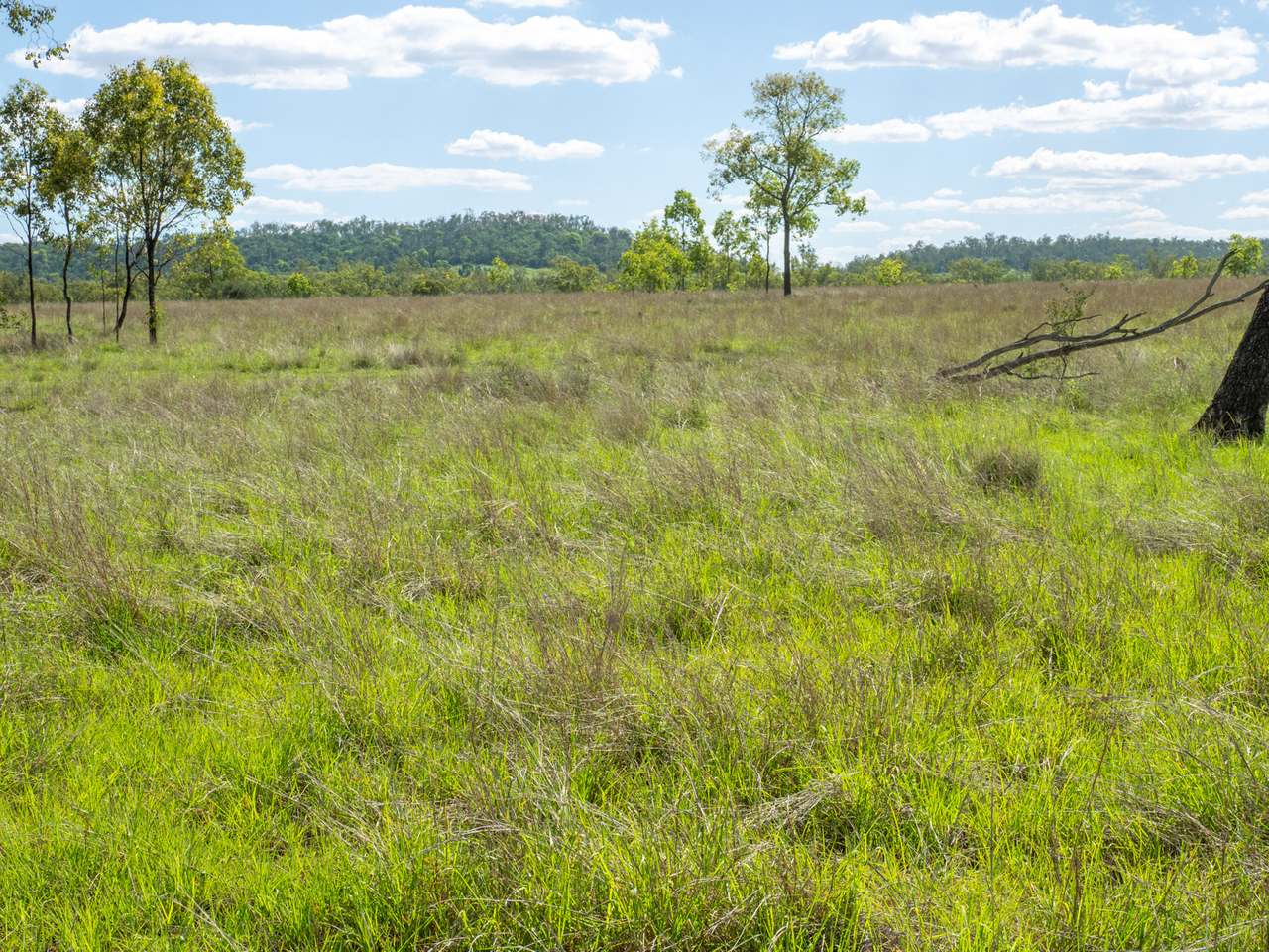 'Blady Grass', Taroom Auction by Farmbuy.com - image 3