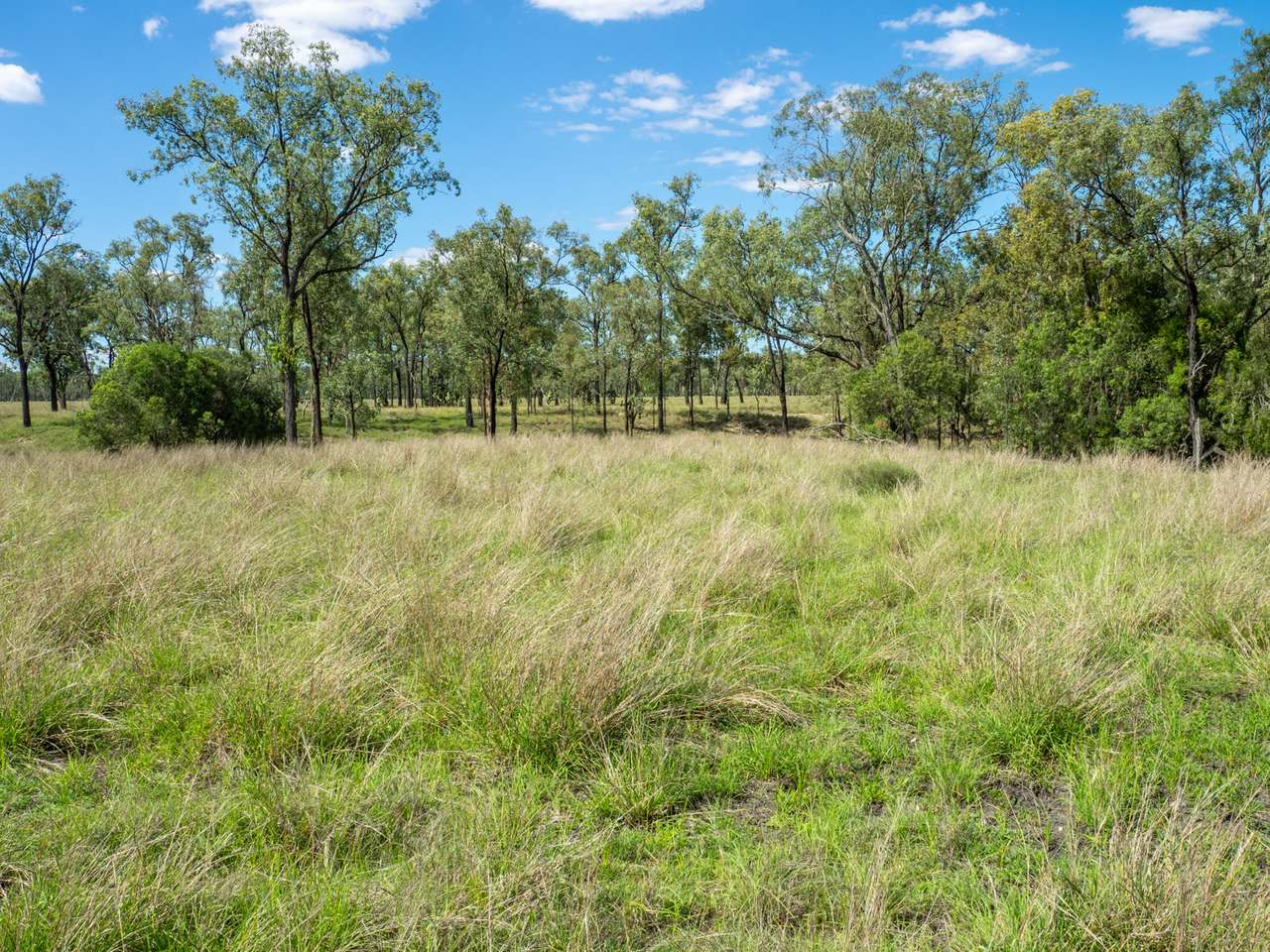 'Blady Grass', Taroom Auction by Farmbuy.com - image 5