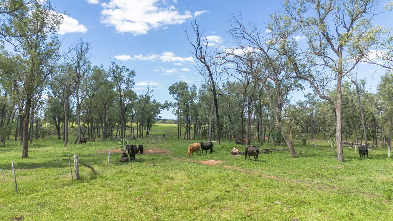 'Blady Grass', Taroom Auction by Farmbuy.com - image 36