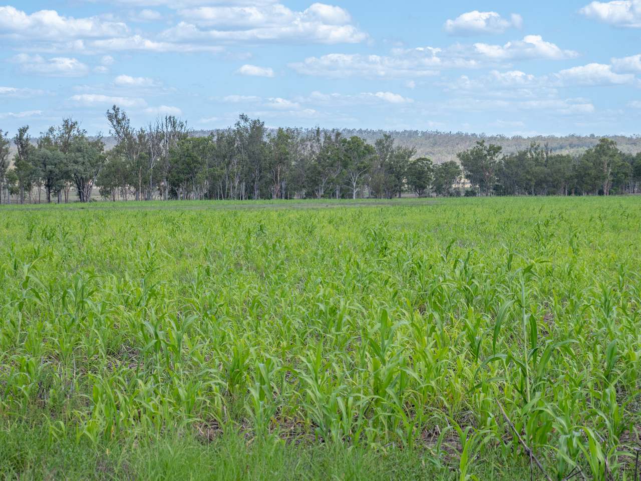 'Blady Grass', Taroom Auction by Farmbuy.com - image 56