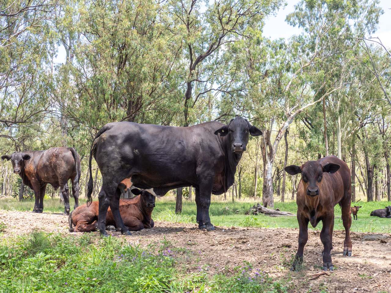 'Blady Grass', Taroom Auction by Farmbuy.com - image 26