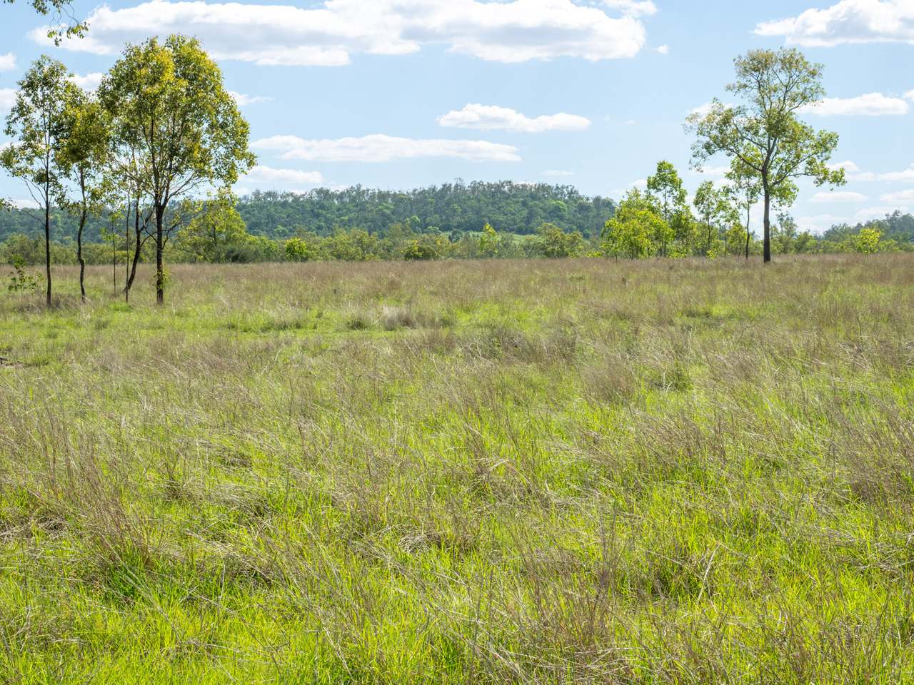 'Blady Grass', Taroom Auction by Farmbuy.com - image 2