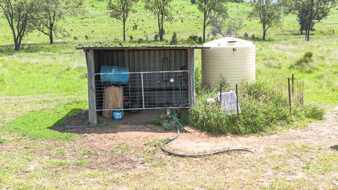 'Blady Grass', Taroom Auction by Farmbuy.com - image 52
