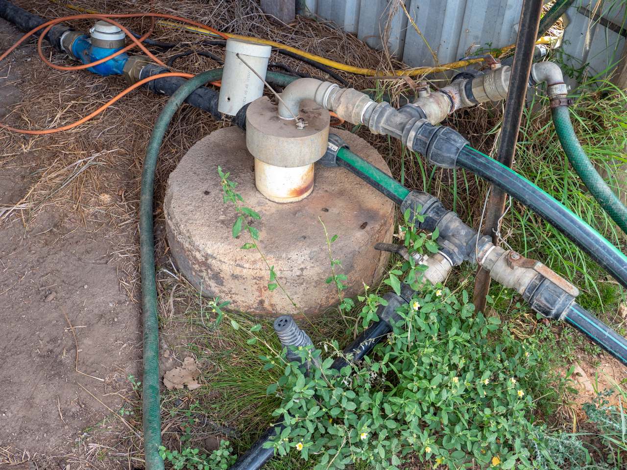 'Blady Grass', Taroom Auction by Farmbuy.com - image 51