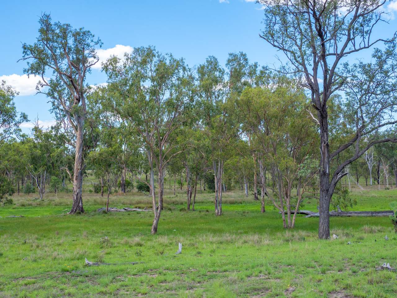 'Blady Grass', Taroom Auction by Farmbuy.com - image 13