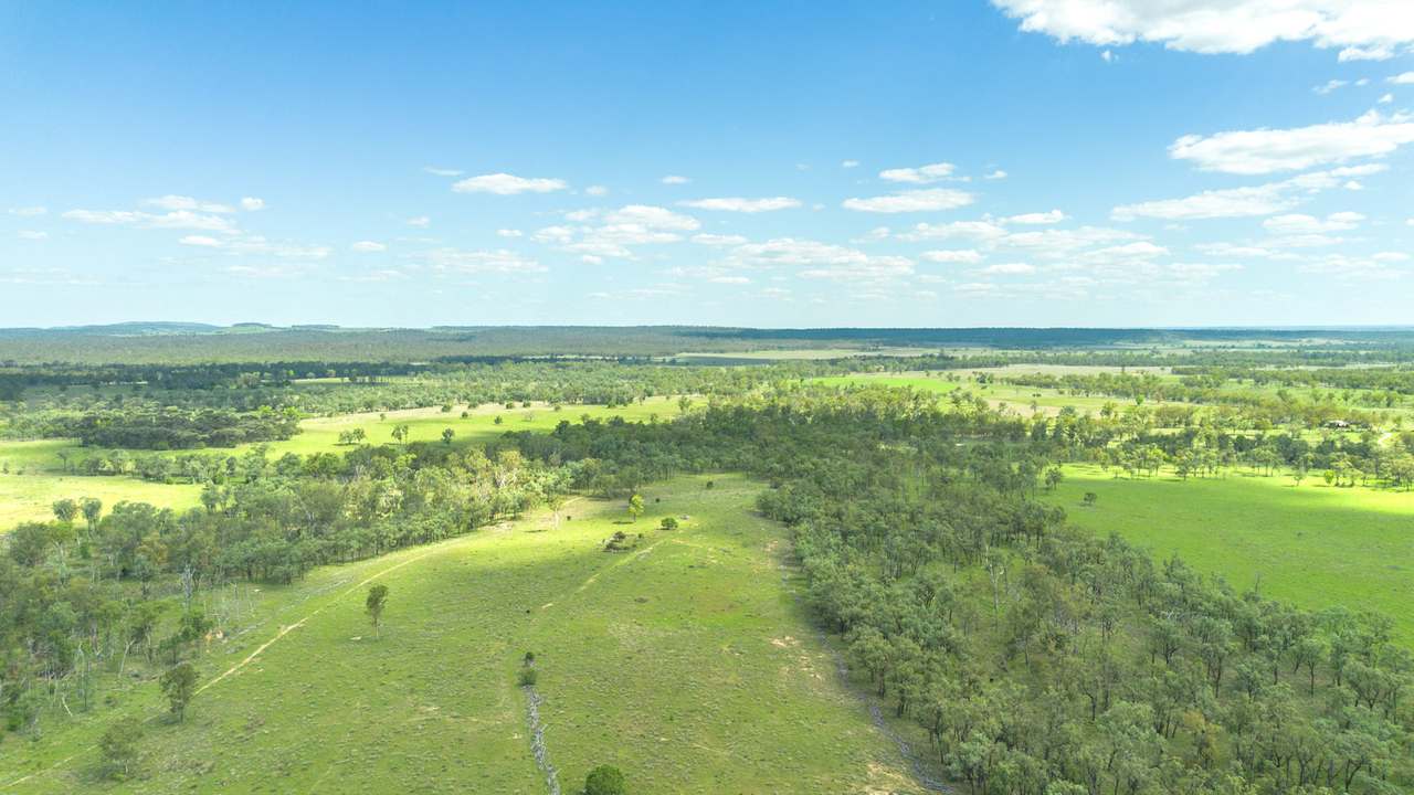 'Blady Grass', Taroom Auction by Farmbuy.com - image 29