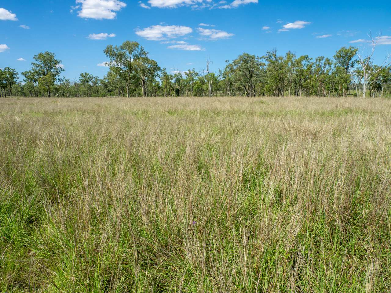 'Blady Grass', Taroom Auction by Farmbuy.com - image 8