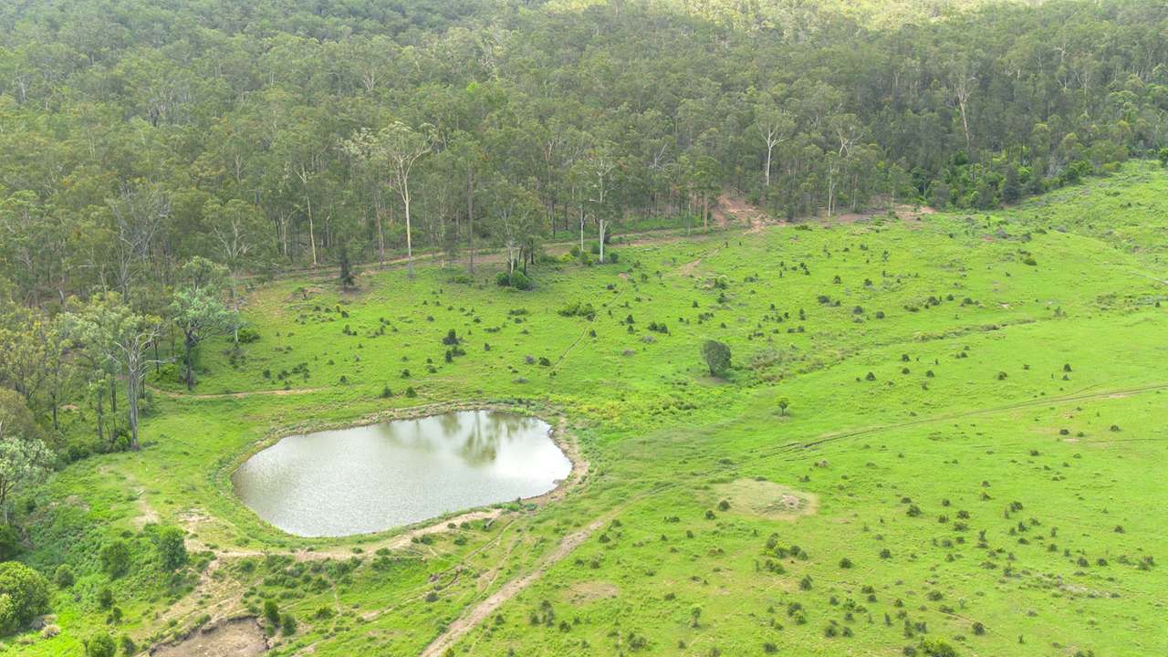 'Blady Grass', Taroom Auction by Farmbuy.com - image 44