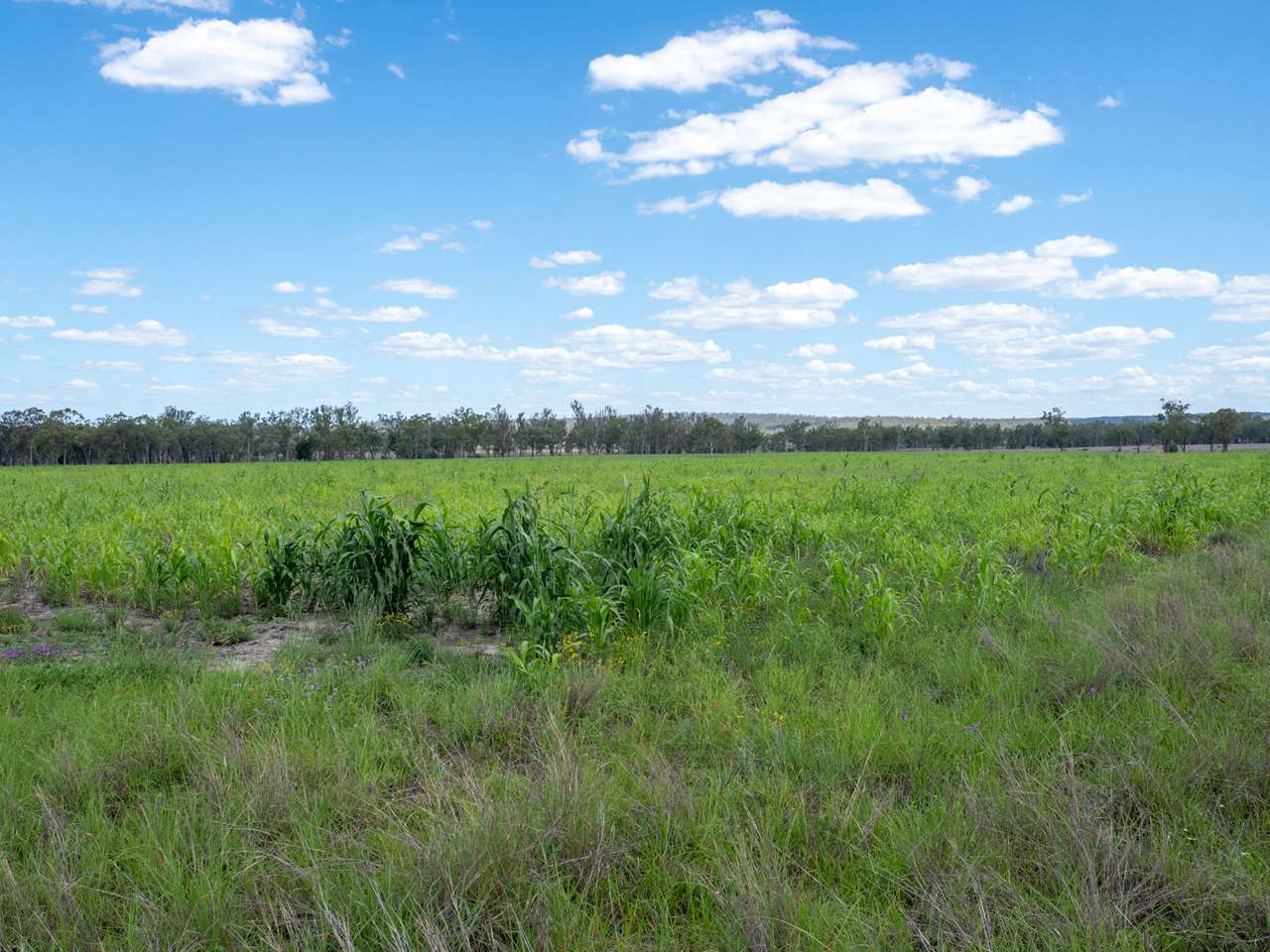 'Blady Grass', Taroom Auction by Farmbuy.com - image 55