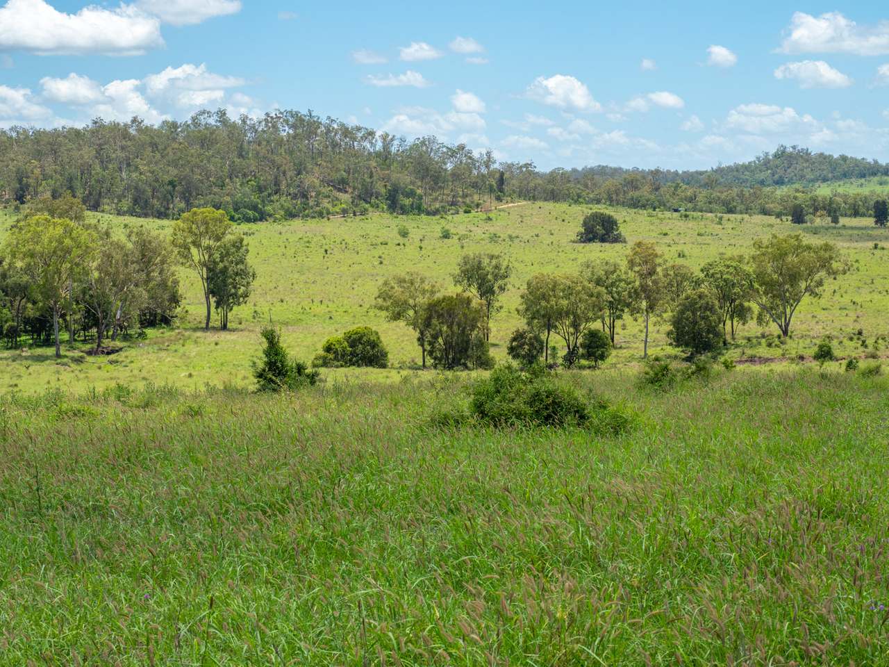 'Blady Grass', Taroom Auction by Farmbuy.com - image 17