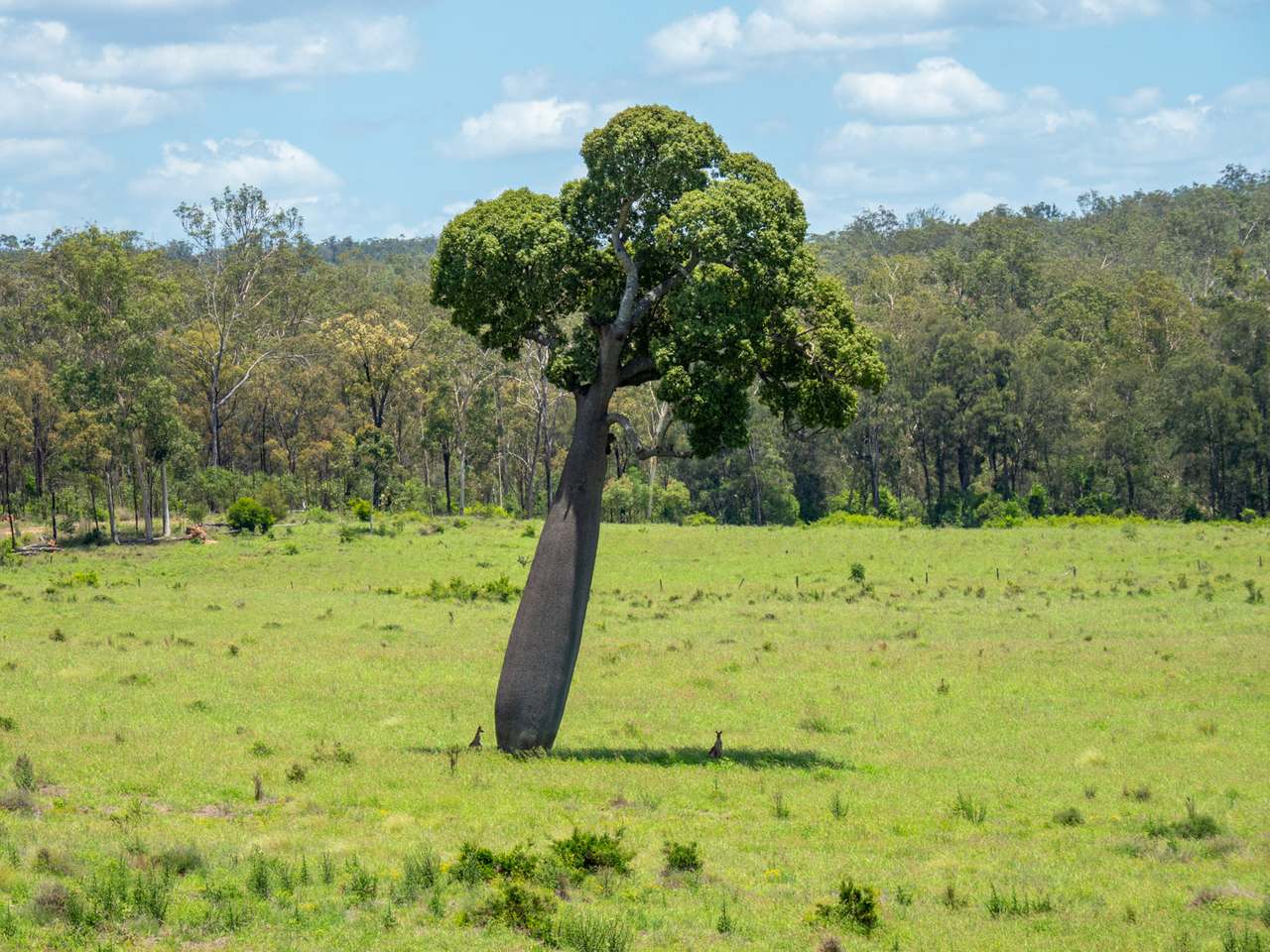'Blady Grass', Taroom Auction by Farmbuy.com - image 18