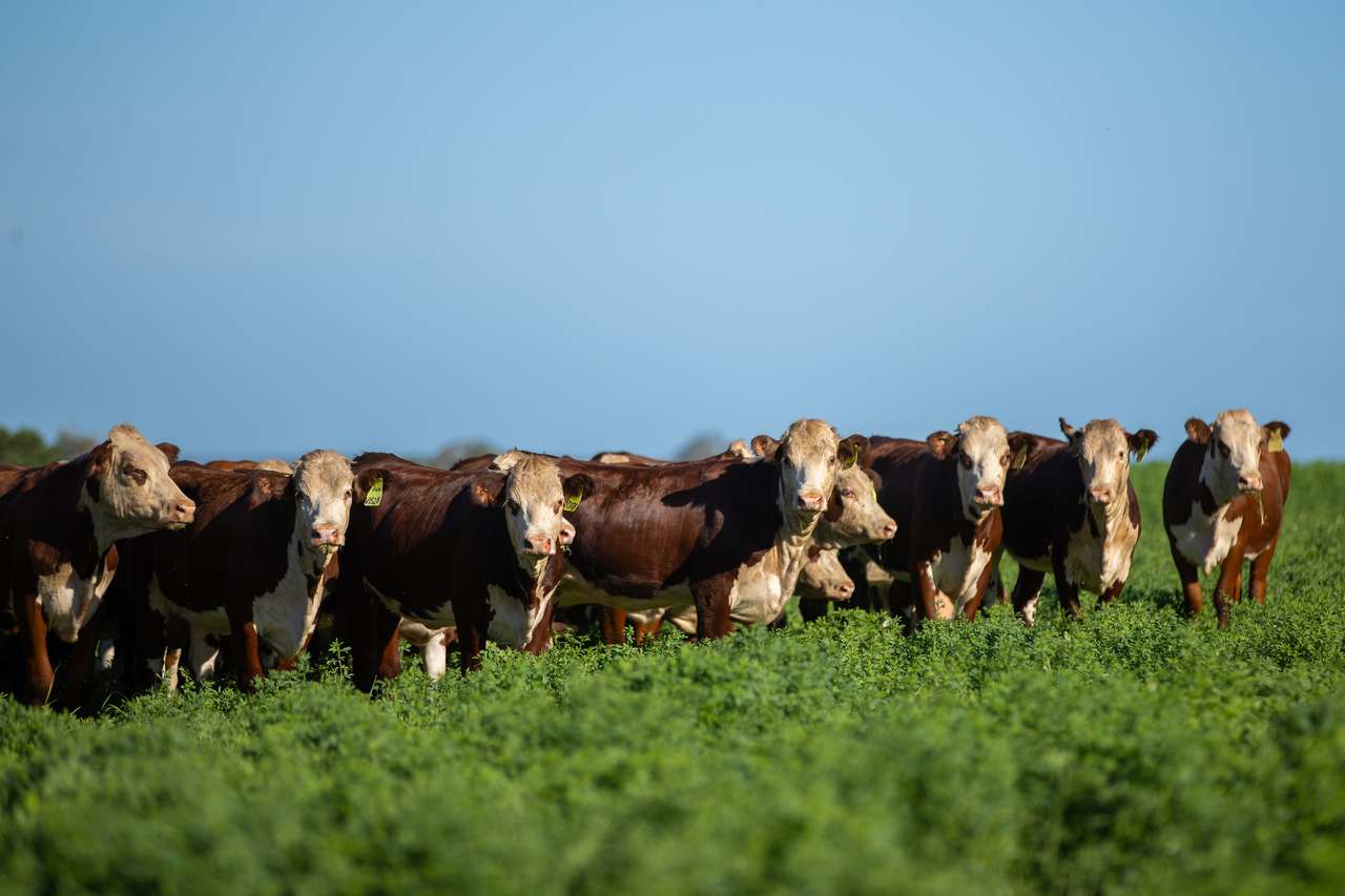 Casino Auction by Farmbuy.com - image 2