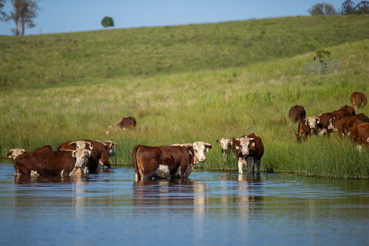 Casino Auction by Farmbuy.com - image 4