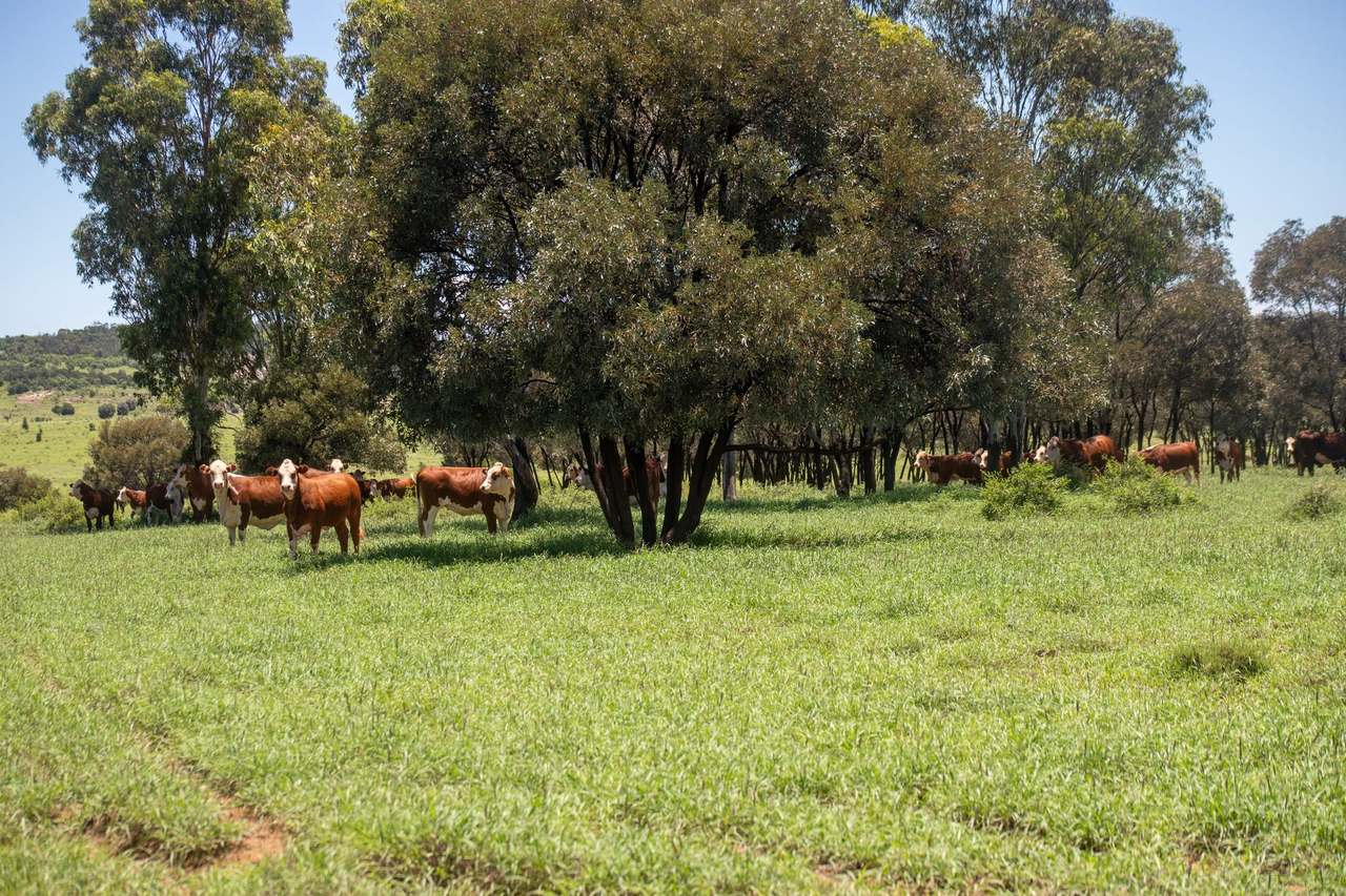 Blackwater Rolleston Road, Blackwater Auction by Farmbuy.com - image 29