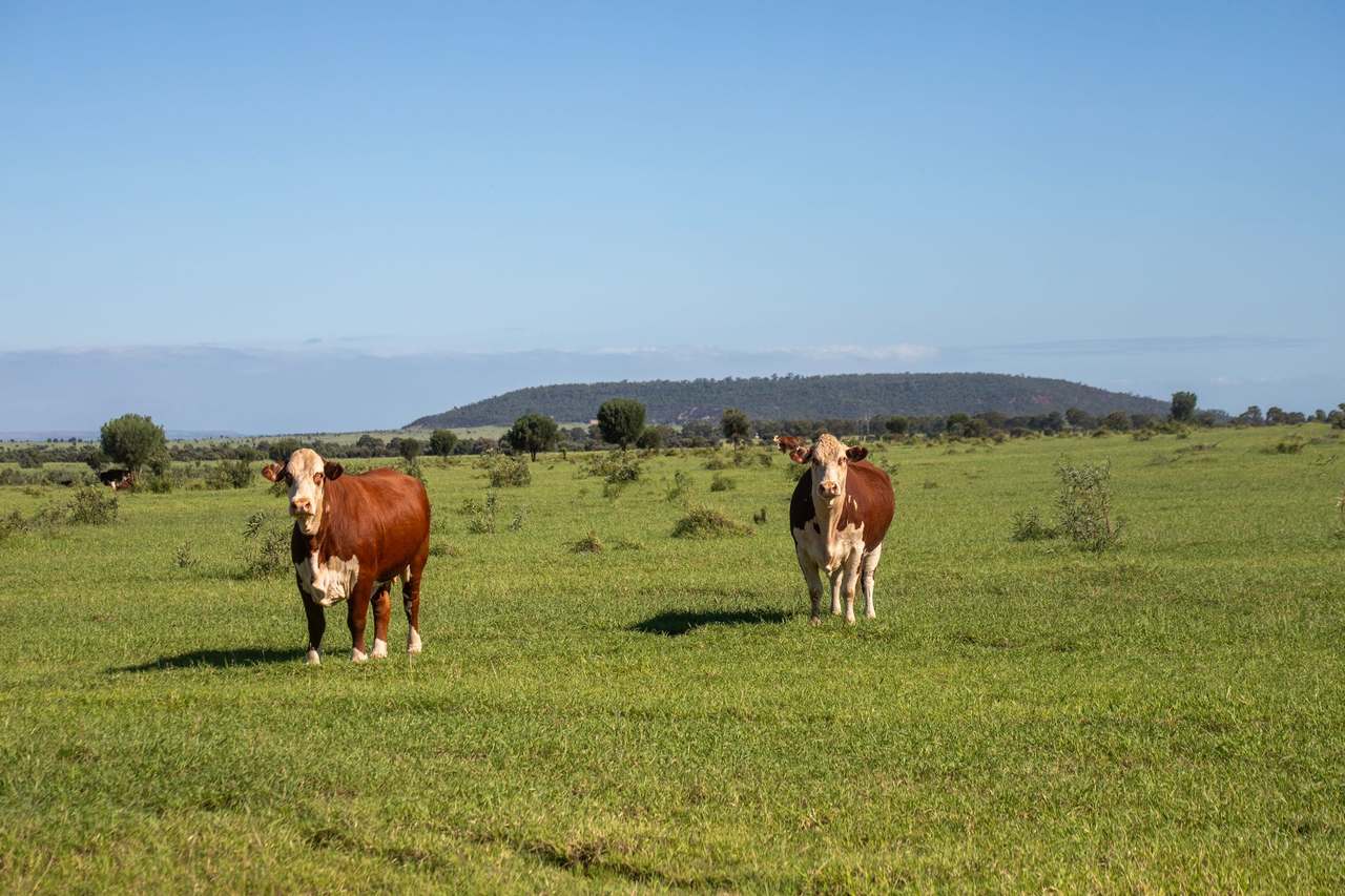Blackwater Rolleston Road, Blackwater Auction by Farmbuy.com - image 4