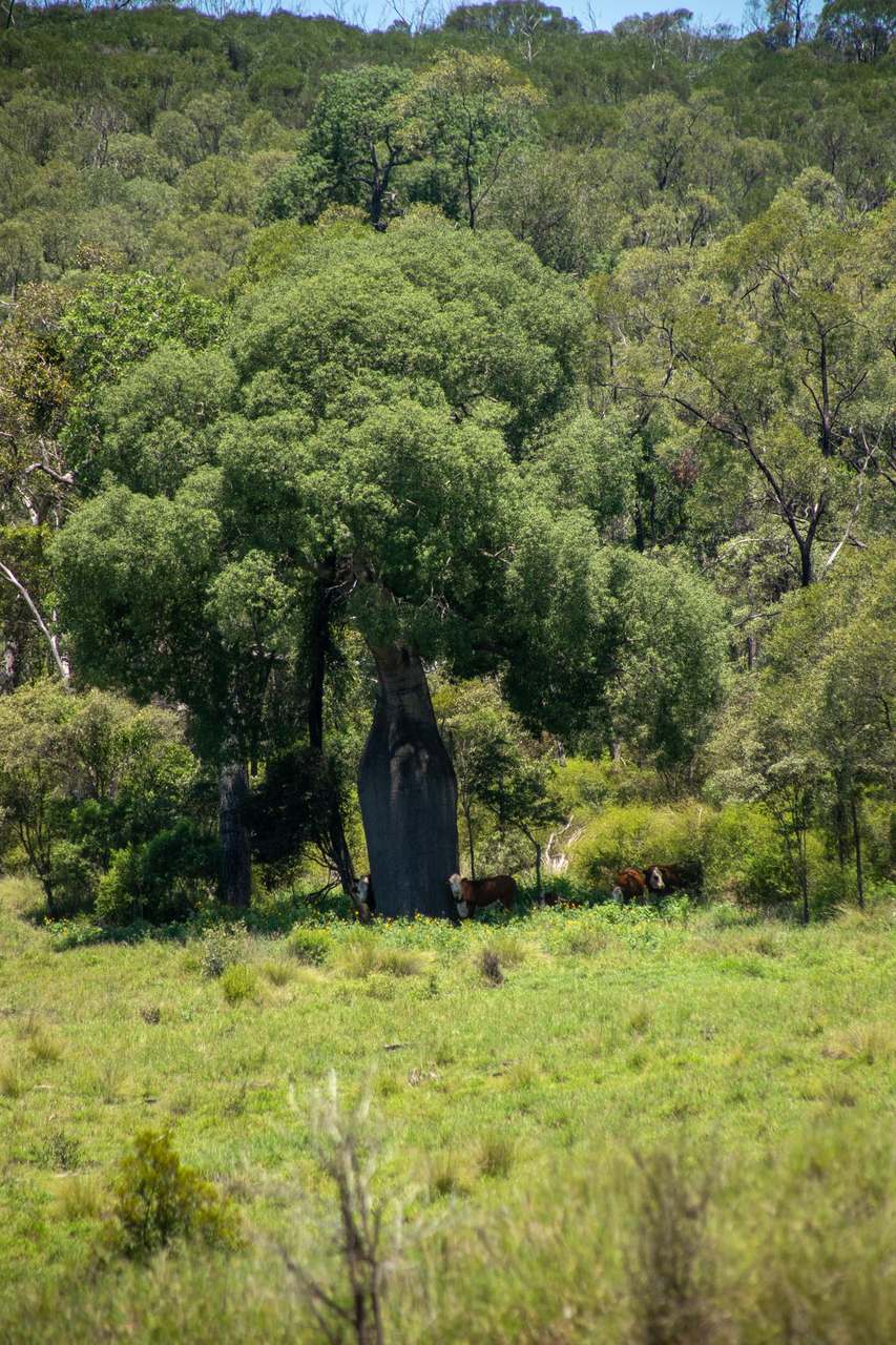 Blackwater Rolleston Road, Blackwater Auction by Farmbuy.com - image 17